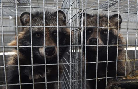 Covid Origins Study Links Raccoon Dogs To Wuhan Market What Scientists
