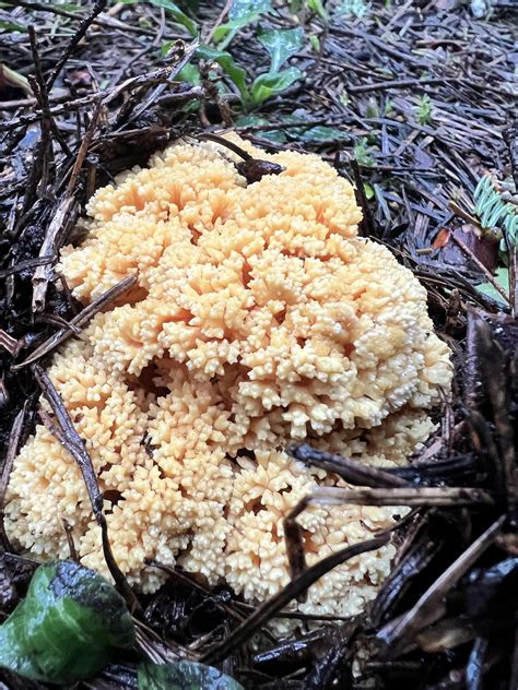 Ramaria Rasilispora Yellow Coral Mushroom Mycology