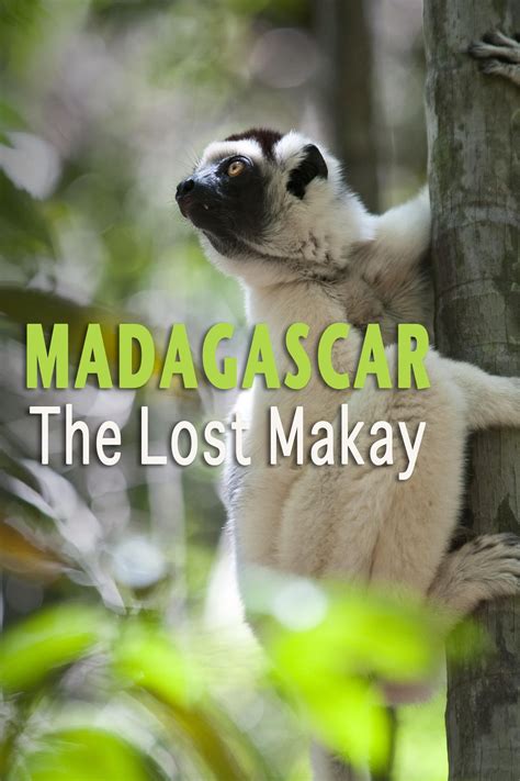 Madagascar The Lost Makay 2011 The Poster Database Tpdb