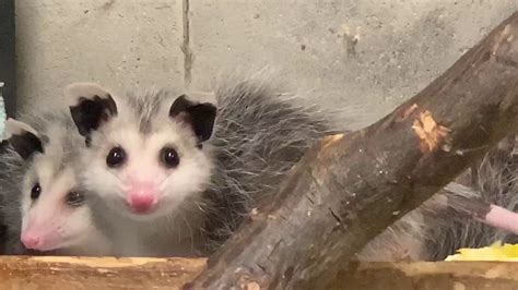 Those Tiny Little Opossum Babies All Did Well And Are Growing Up Youtube