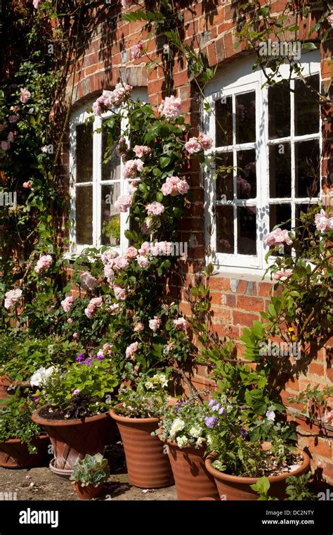 Roses Around Windows And Flower Pots Outside Red Brick English Cottage