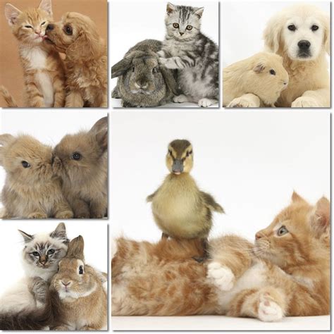 Sedinta Foto Cu Animale Cele Mai Dragute Fotografii Ale Anului 2011
