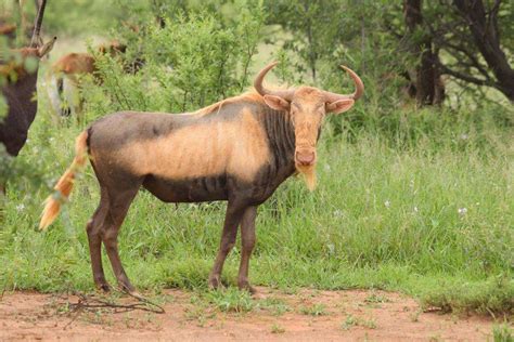 Kings Wildebeest Thormahlen And Cochran Safaris