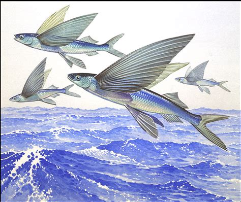Flying Fish By Bernard Long At The Illustration Art Gallery