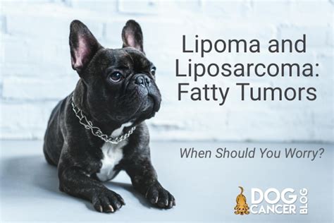 Lipoma And Liposarcoma In The Dog Fatty Tumors Dog Cancer Blog