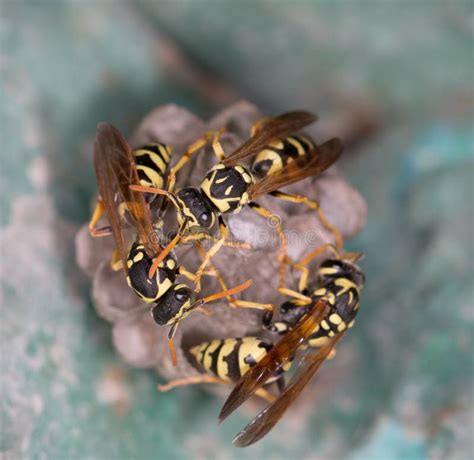 Sitting Yellow Black Wasp Macro Stock Photo Image Of Honeycomb