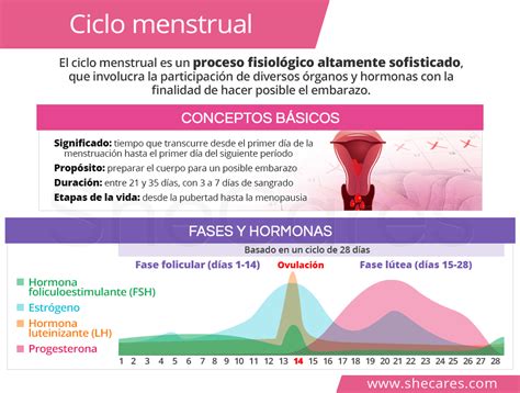 Como Funciona El Ciclo Menstrual Ciclo Menstrual Que Es Fases Y Duracion Reverasite