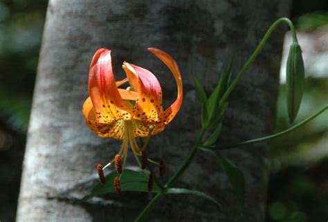 Leopard Lilies Are A Burst Of Color Here On The Mendonoma Coast