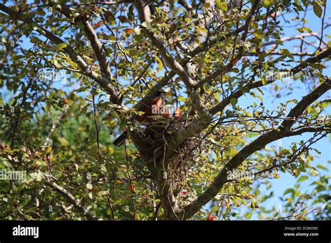 A Male American Robin Watching Over Two Baby Robins In A Nest In A