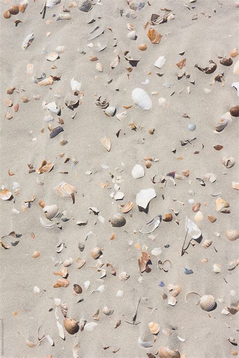 Sea Shells On Sand By Stocksy Contributor Robert Kohlhuber Stocksy
