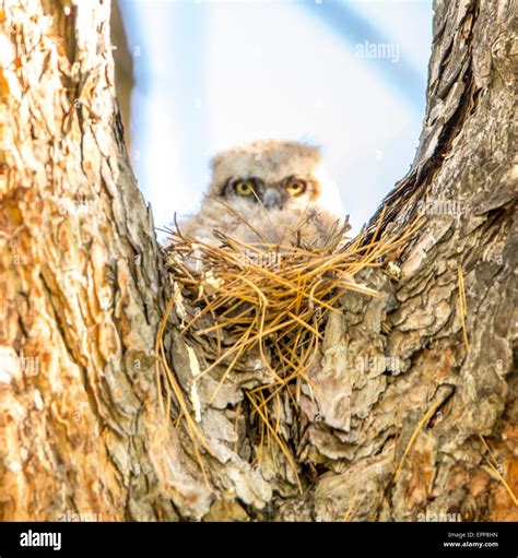 Owls New Born Great Horned Owlet Perched On A Nest In Pine Tree Cavity