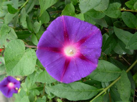 Fileviolet Flower 2007 4 Wikimedia Commons