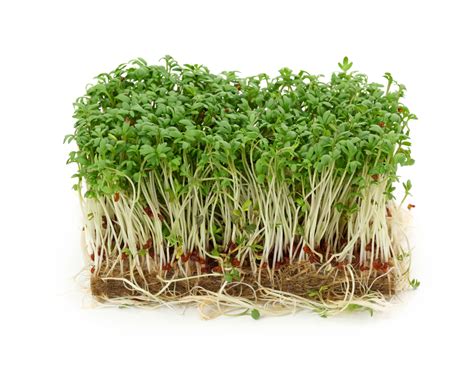 O Que Significa Cress