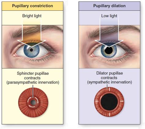 Pupil Diameter Pupillary Constriction Decreases The Diameter Of The Pupil To Reduce The Amount