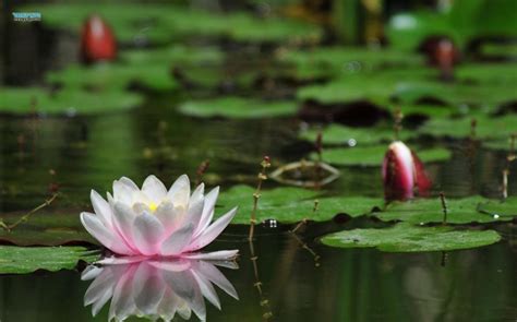The talented actor began his journey with the ebs series, secret campus in 2003. Guyana flowers photos