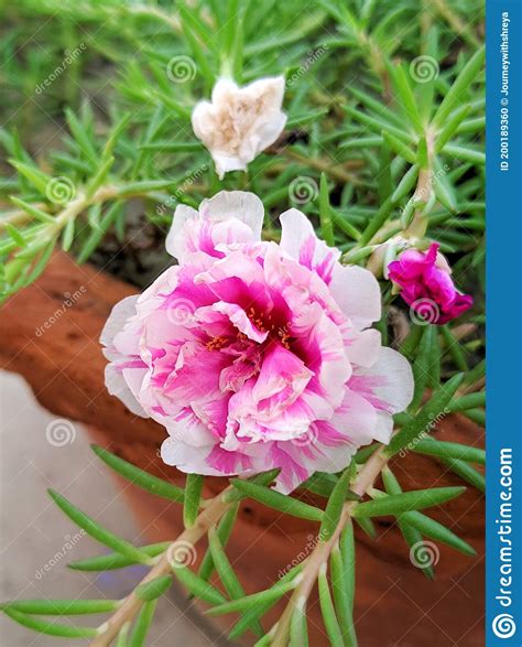 Portulaca Flower The Beautiful Pink And White Colour Flower Stock