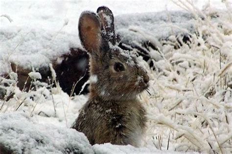 Snow Bunny Animals Pinterest