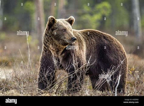 Wild Brown Bear Ursus Arctos On A Swamp In Spring Forest Natural