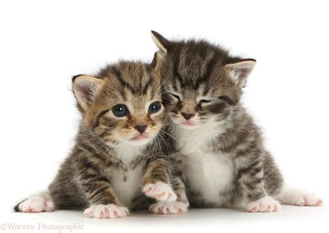 Cute Baby Tabby Kittens Photo Wp42078