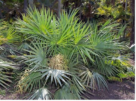 Propriedades Medicinais E Variadas Aplica Es Do Saw Palmetto