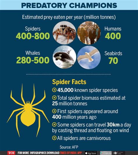 Infographic Spiders The Worlds Most Voracious Predators Times Of
