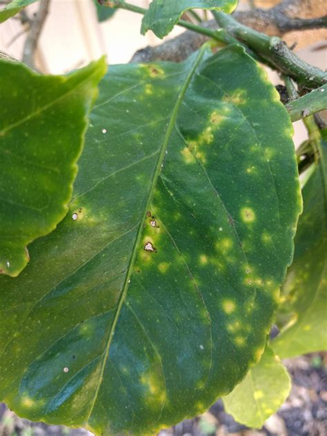 Some very pale green/white spots started to appear, i've attached pictures. diagnosis - What's wrong with my lemon tree? Black scabs ...