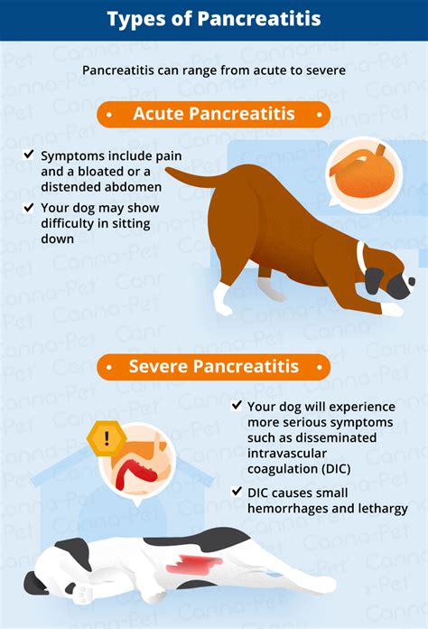 Homemade dog food for pancreatitis. Pancreatitis in Dogs: Symptoms, Causes & More | Canna-Pet
