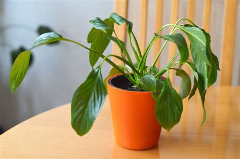 Why Is Your Peace Lily Drooping Here Are 6 Reasons
