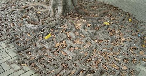 A Trees Root System Merges With A Brick Walkway Imgur