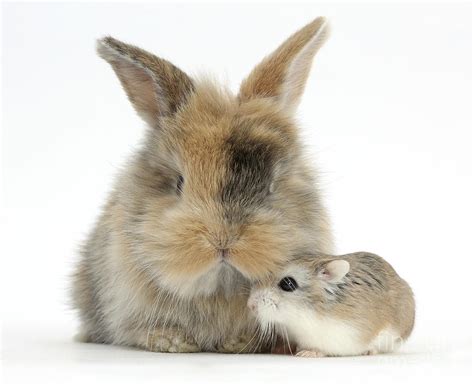Rabbit With Roborovski Hamster Photograph By Mark Taylor