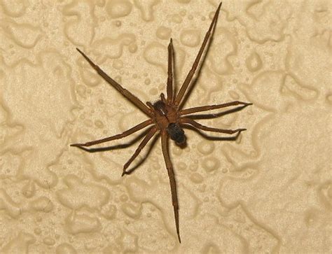 The Brown Recluse Prevention And Extermination
