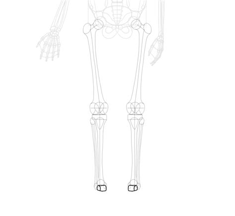 Cross Section Of A Bone Drawing Compact Bone Diagram Anatomy Bones
