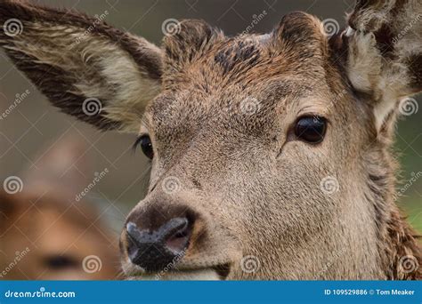 Red Deer Head Shot Stock Photo Image Of Portrait Mammals 109529886