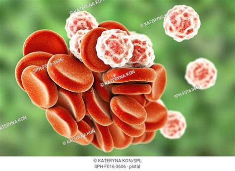 Red Blood Cells Erythrocytes And White Blood Cells Stock Photos And