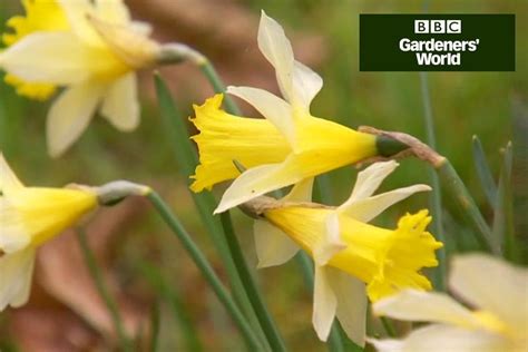 How To Plant Wild Daffodil Bulbs Video Bbc Gardeners World Magazine