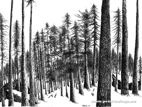 How To Draw Pine Trees With Pen And Ink Pen And Ink Drawings By Rahul Jain