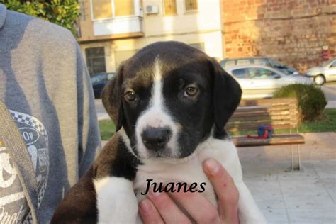 Colombian singer/songwriter and guitarist noted for being one of the most innovative as well as popular figures in contemporary latin music. Juanes » Tierschutzverein SOS-Dogs e.V.