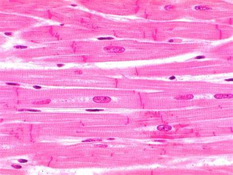 Labeled cardiac muscle muscle histology lab david fankhauser. Cardiac Muscle Tissue Labeled Diagram ~ DIAGRAM