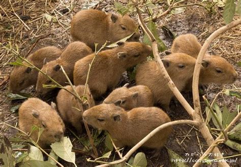 Litter Of Capybaras This Zoo Had 3 Litters At Once Animals Pets