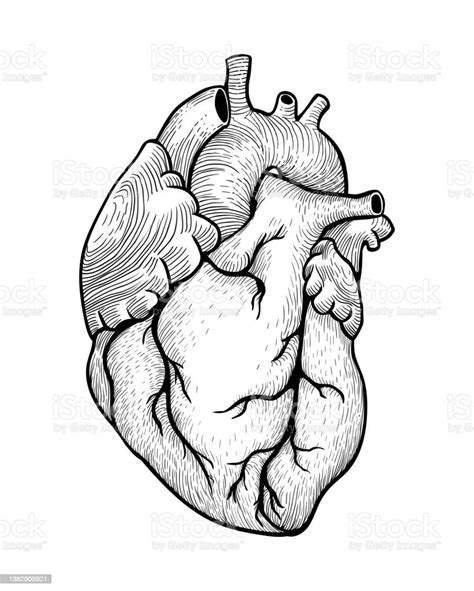 Human Heart Black On White Illustration Stock Illustration Download