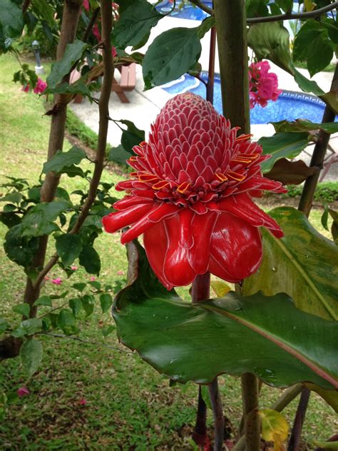 Entertaining From An Ethnic Indian Kitchen Flowers Of Costa Rica