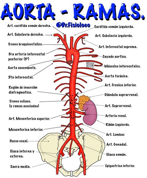 Aorta Y Sus Ramas Cosas De Enfermeria Anatom A M Dica Material De Enfermeria