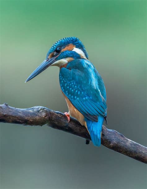 Kingfisher Blue For You Kingfisher Kingfisher Bird Birds