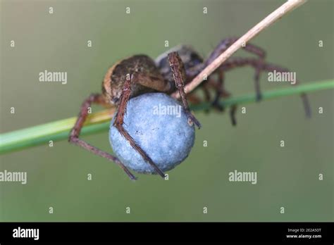 Alopecosa Taeniata A Wolf Spider Female With Blue Egg Sac Stock Photo