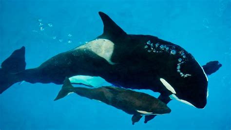3 Month Old Killer Whale Dies In Captivity At Seaworld
