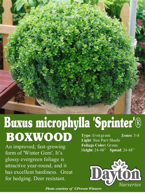 Buxus Microphylla Sprinter Boxwood An Improved Fast Growing