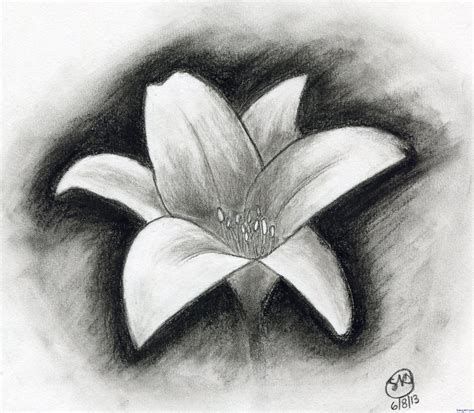 Charcoal Drawing Beginners Easy Charcoal Drawings Flowers Shading