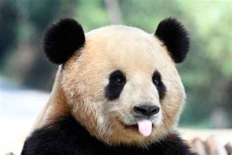 Cute Panda Stock Photo Download Image Now Istock