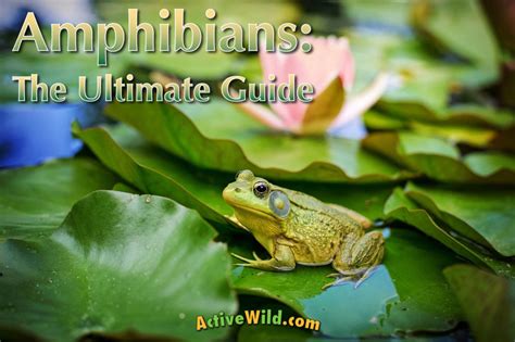 Amphibians Facts Pictures And Information Complete Guide To Amphibians