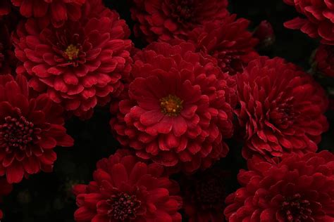 Deep Red Mums Photograph By Julia Burkheimer Pixels